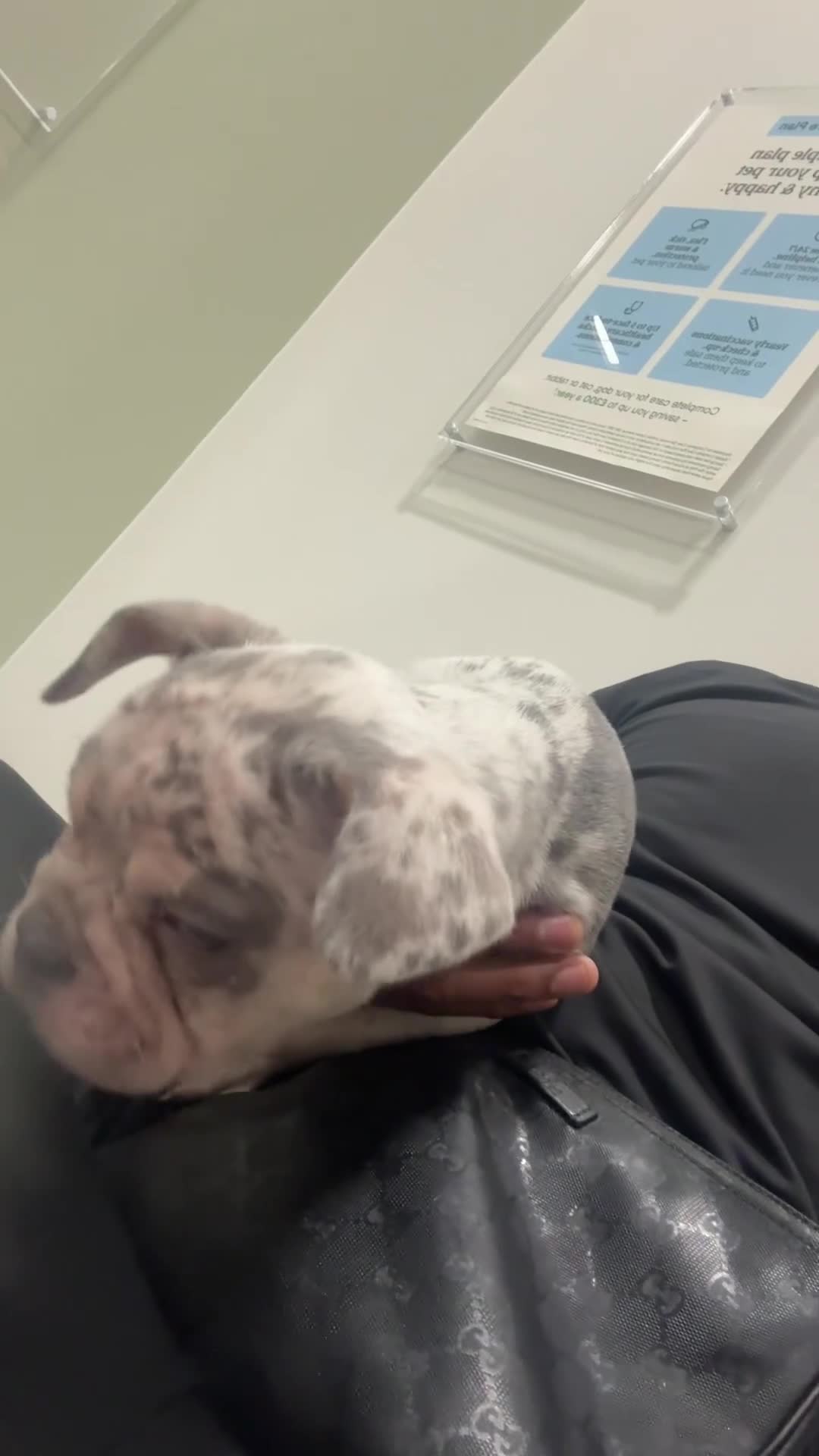 French Bulldog dogs for sale: 🐶 Stunning Merle Lilac Fawn French Bulldogs - Video 5