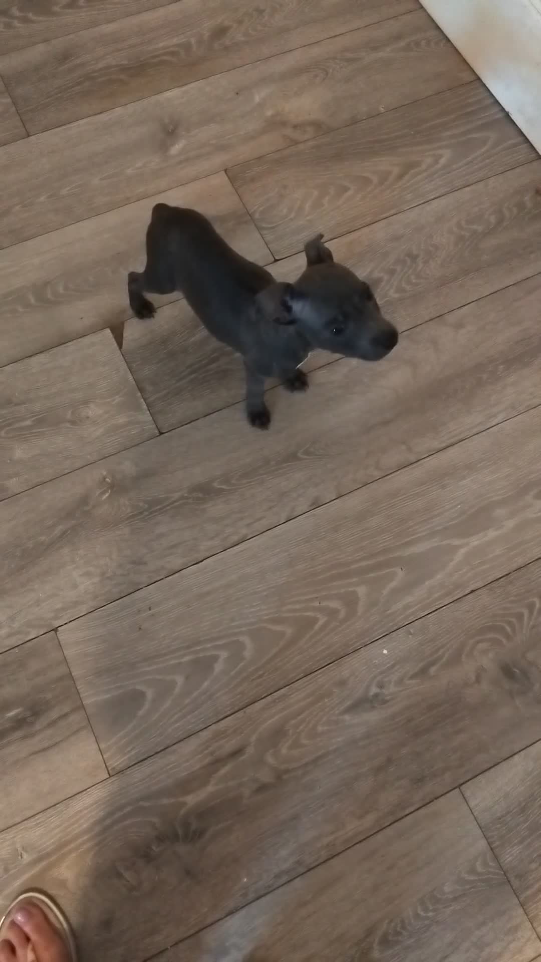 Staffordshire Bull Terrier dogs for sale: Blue male staff puppies  - Video 1