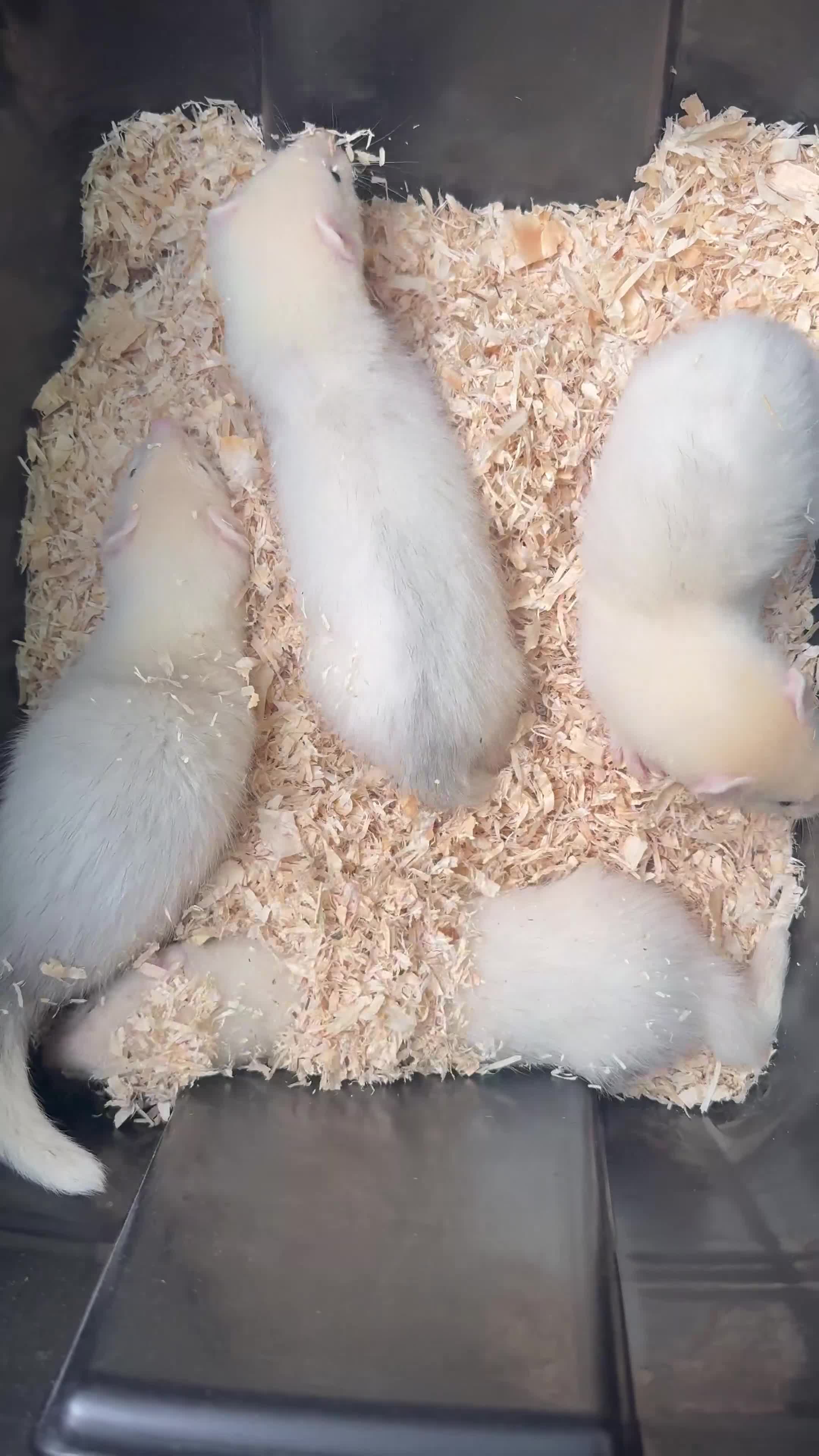 Ferret rodents for sale: Hob Ferret Kits  - Video 1