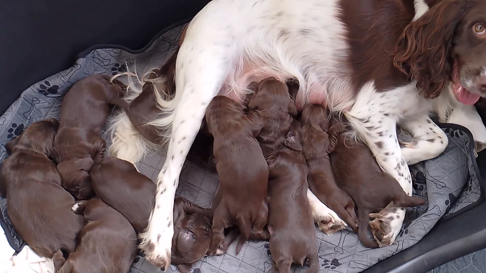 Sprocker dogs for sale: F1 sprocker puppies - Video 5