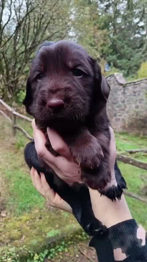 Flat coated Retriever dogs for sale: Flat coated X golden retrievers - Video 1