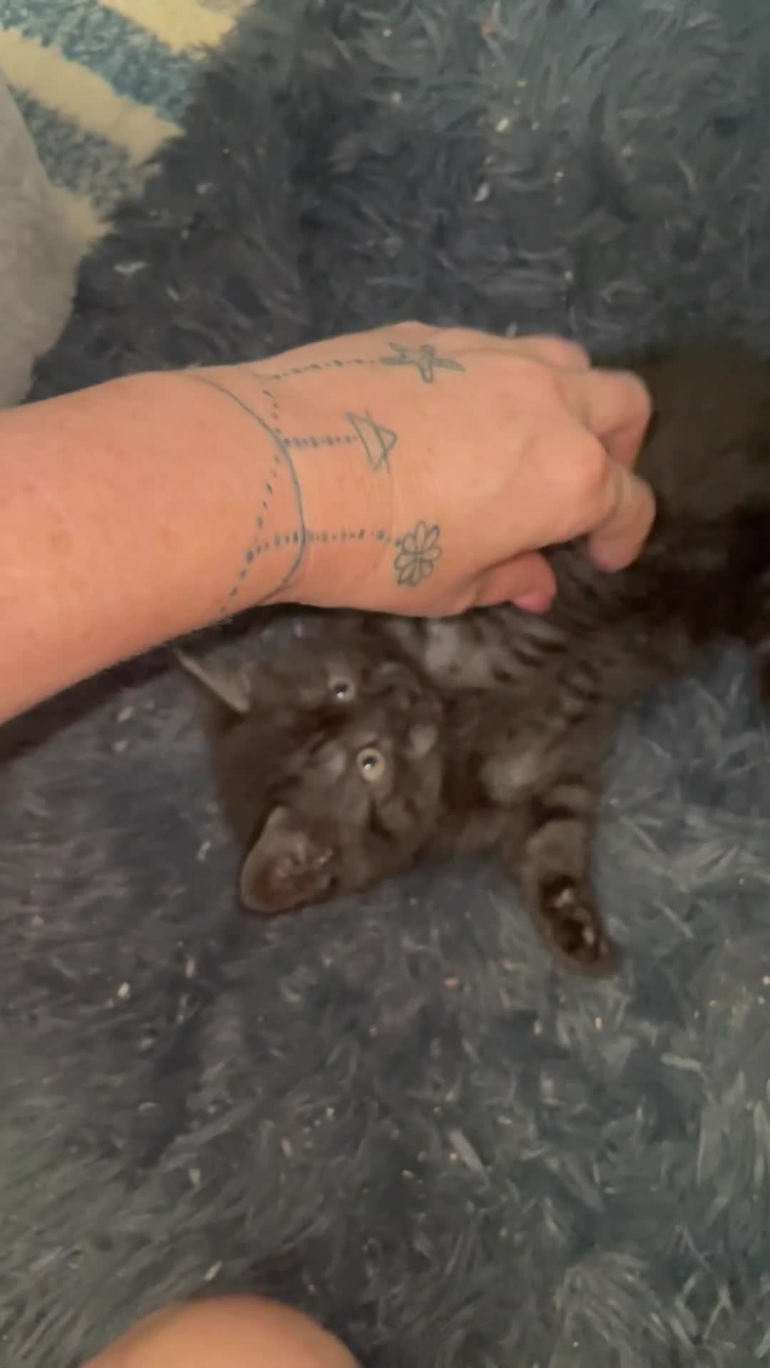 Mixed Breed cats for sale: BBSH mixed breed 5 kittens grey black white grey  - Video 3