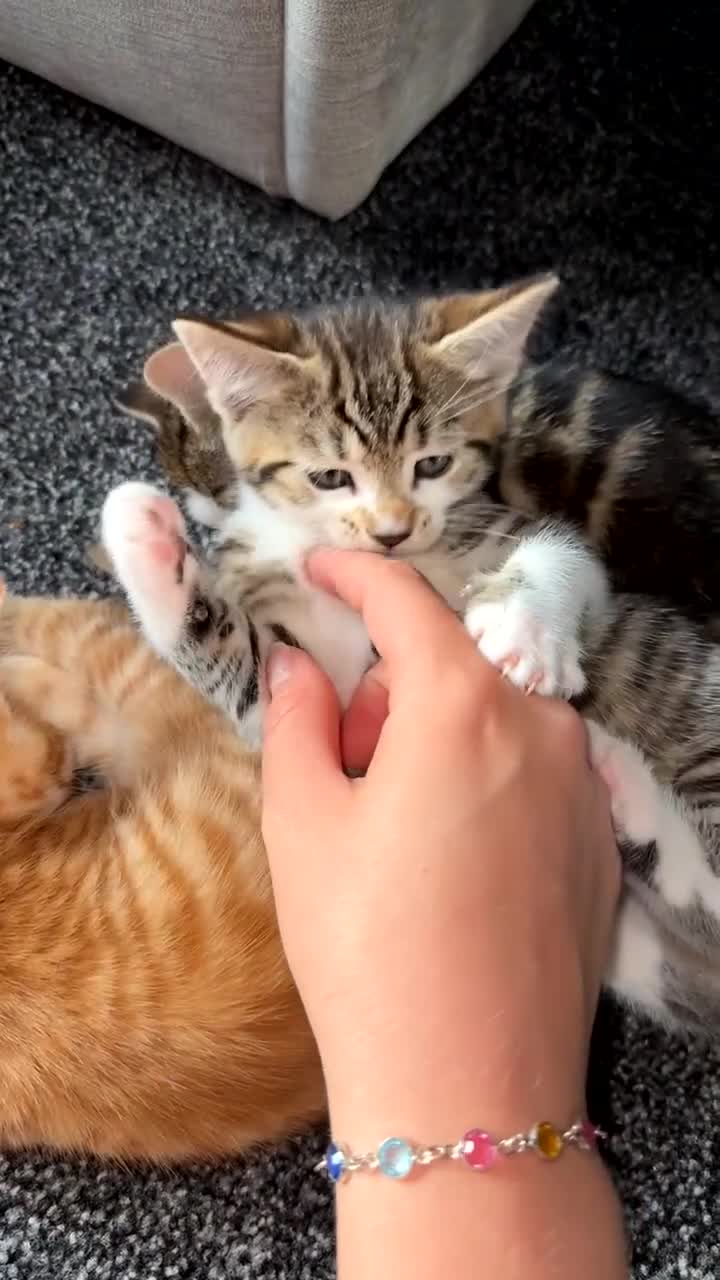 Domestic Shorthair cats for sale: BEAUTIFUL, FRIENDLY KITTENS FOR SALE!!🐈❤️ - Video 2