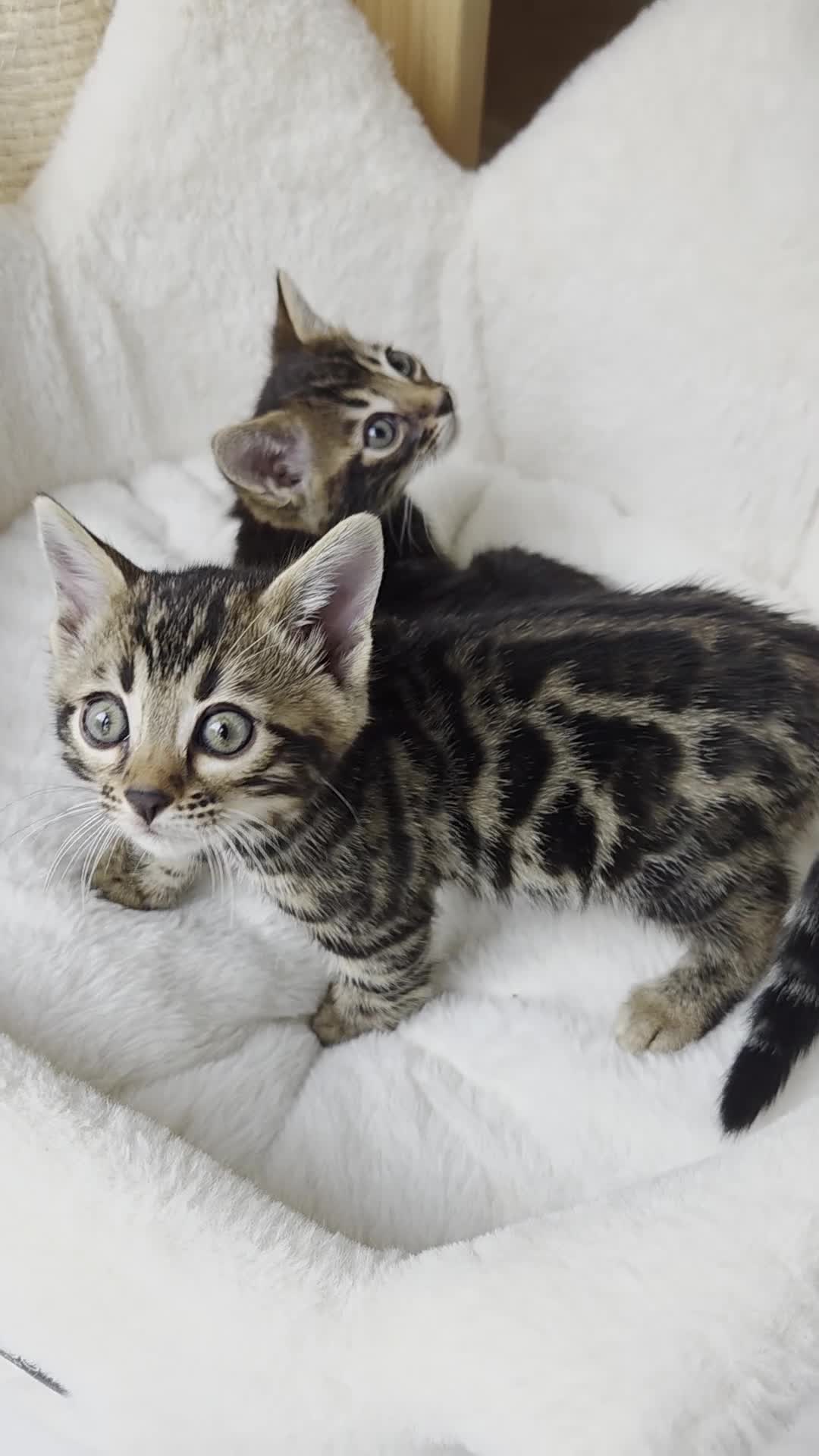 Bengal cats for sale: Beautiful Bengal Kittens ✨️ - Video 1