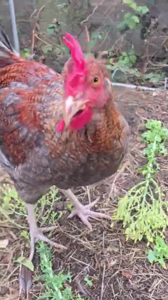 Hens poultry for sale: 4 Rousters need rehoming - Video 2