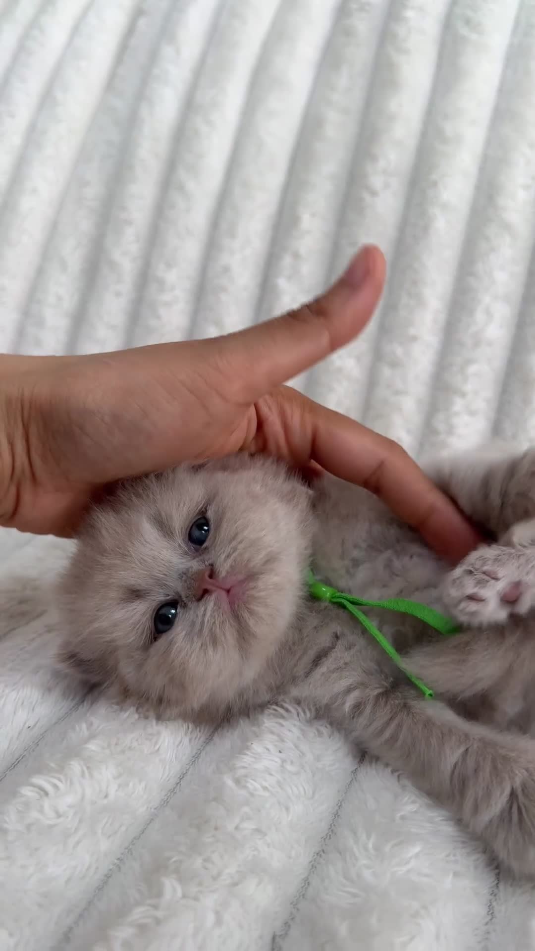 British Shorthair cats for sale: British Shorthair Kittens | Pet Homes Only 🤍 - Video 1