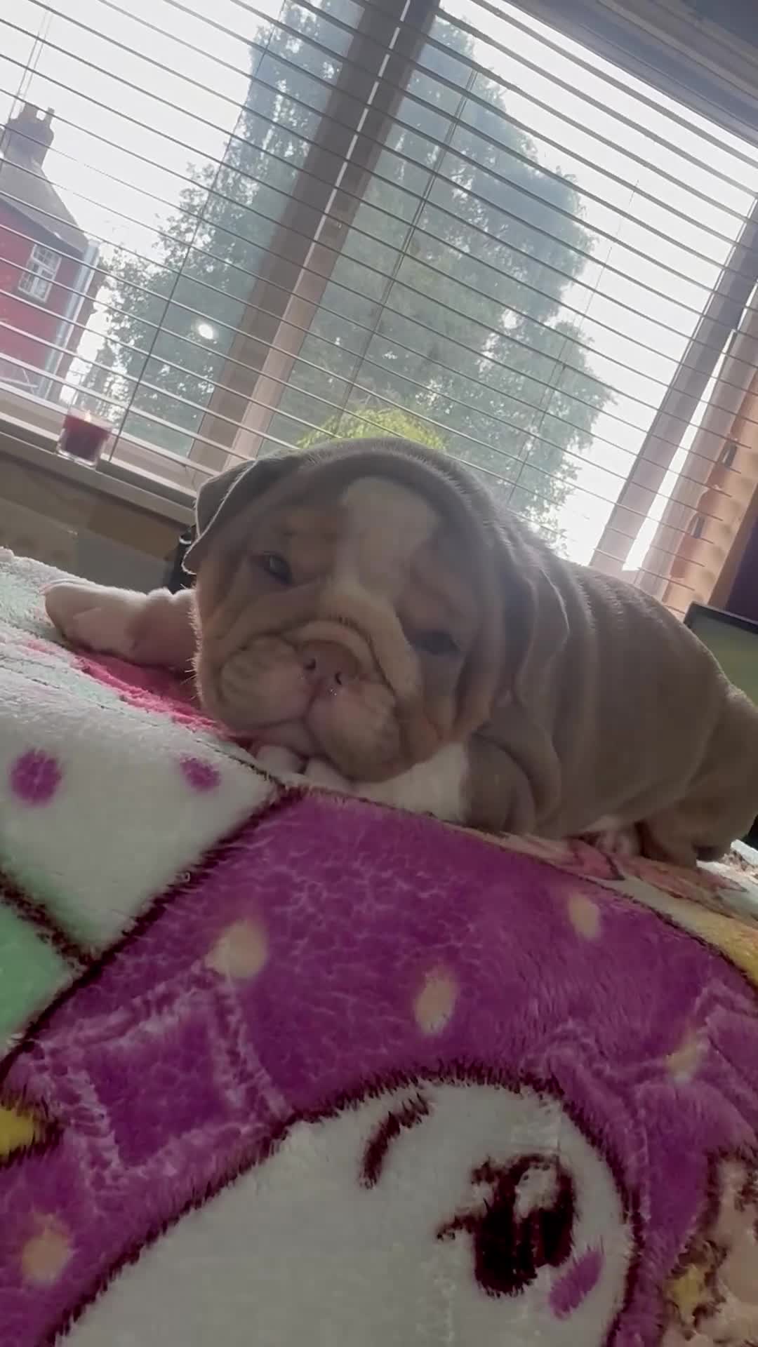 English Bulldog dogs for sale: Mr muscles pup 7 weeks old ready to go 28th  - Video 5