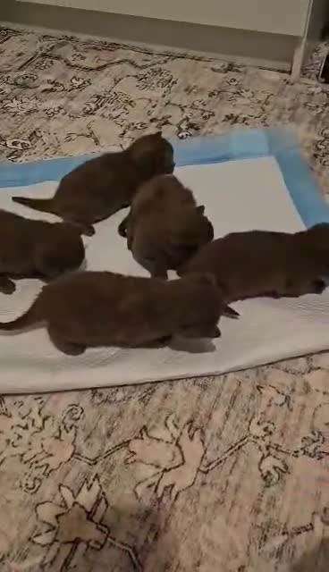 British Shorthair cats for sale: ✨ Stunning British Shorthair Kittens Available ✨ - Video 1