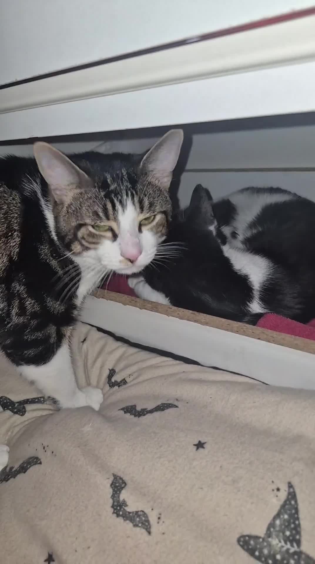 Domestic Shorthair cats for sale: Two kittens for sale - Video 2