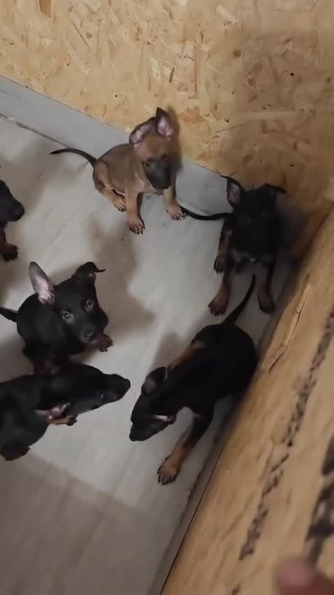Belgian Shepherd Dog dogs for sale: Dutch Shepherd Puppies for Sale – Black Brown - Video 1