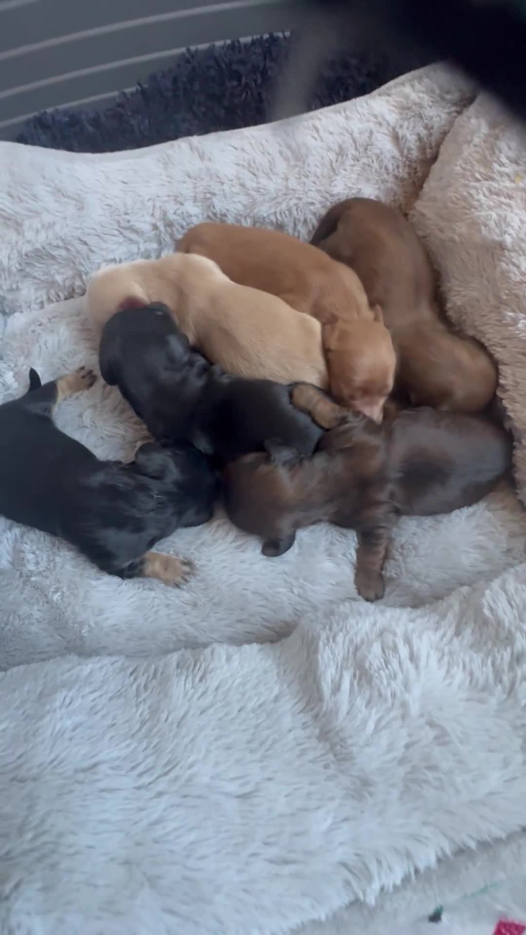 Miniature Dachshund dogs for sale: BEAUTIFUL KC LONG HAIR PUPPYS AVAILABLE TO RESERVE - Video 1