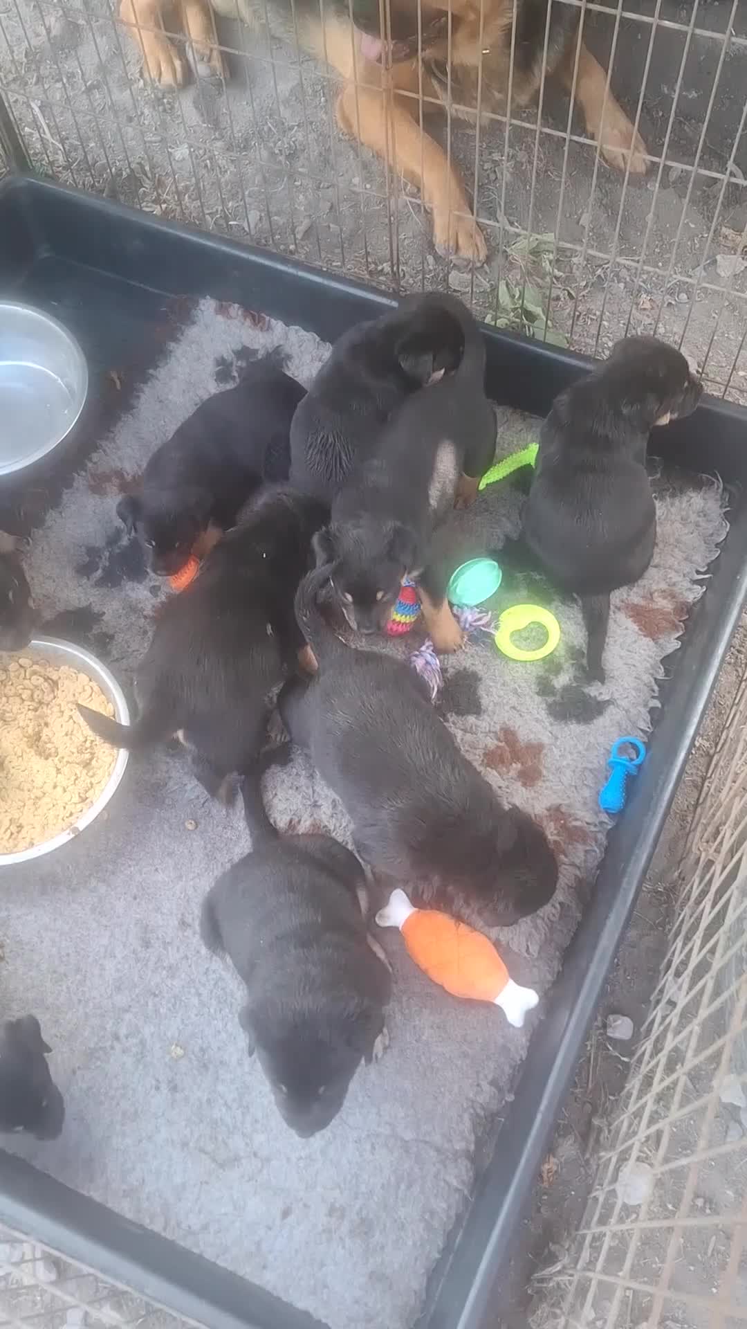 Mixed Breed dogs for sale: A stunning litter of gsd x rottie x mastiff pups  - Video 1