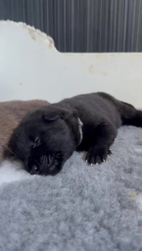 German Shepherd dogs for sale: Stunning German Shepherd X Puppies  - Video 4