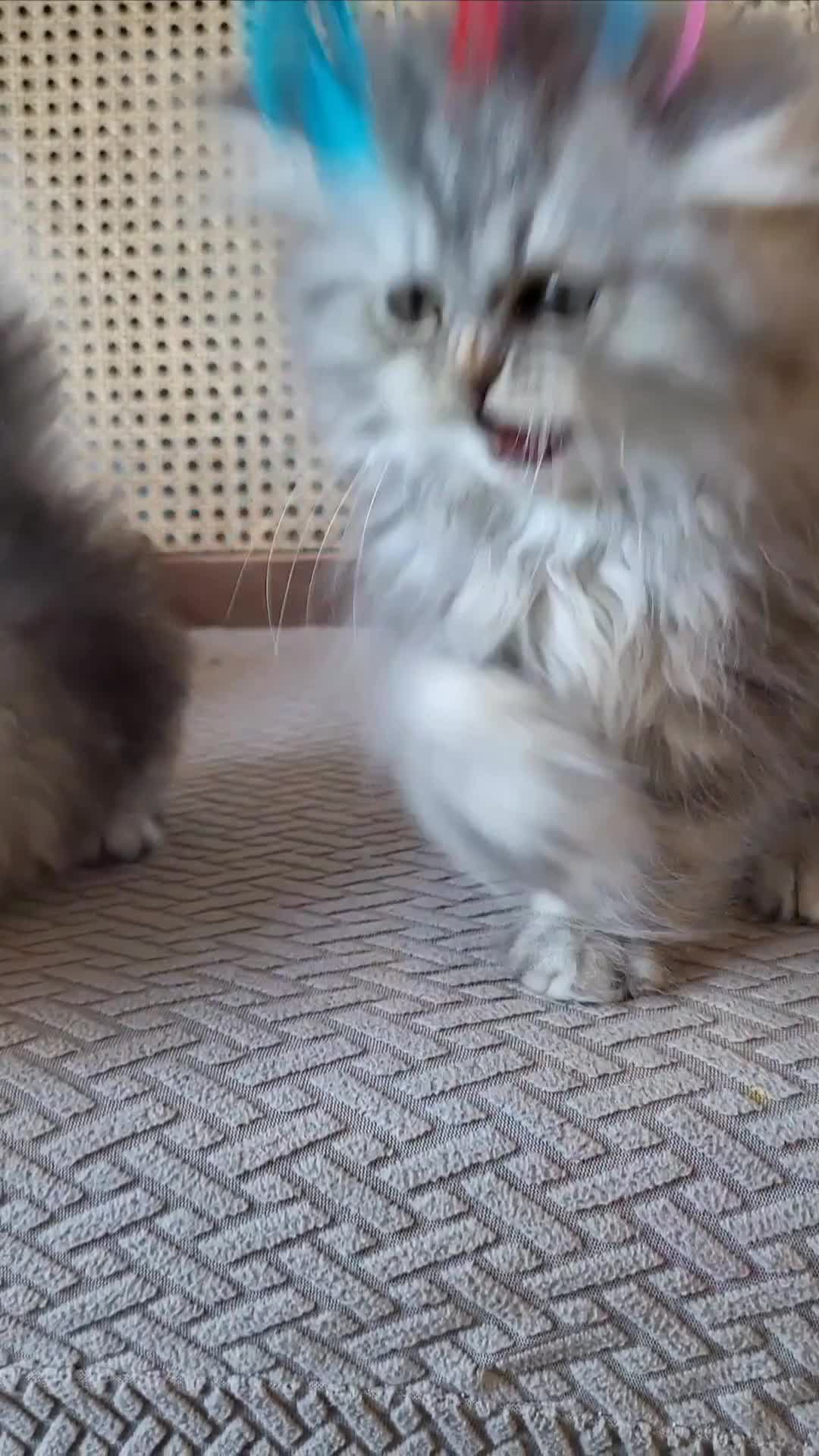 Munchkin cats for sale: Exceptional Quality & Extremely Rare Minuets - Video 2