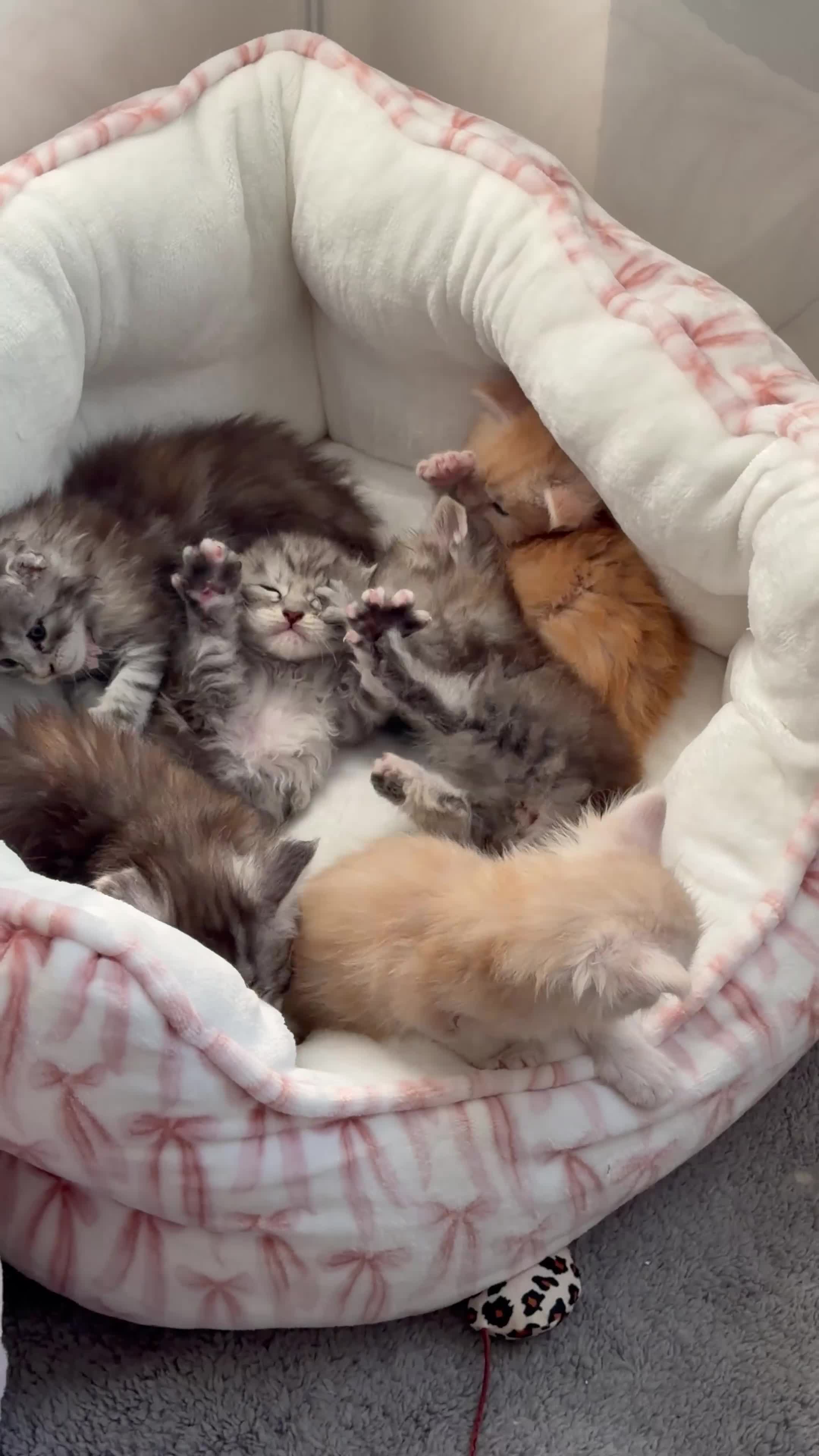 Maine Coon cats for sale: 6 loving kittens  in Swindon - Video 1