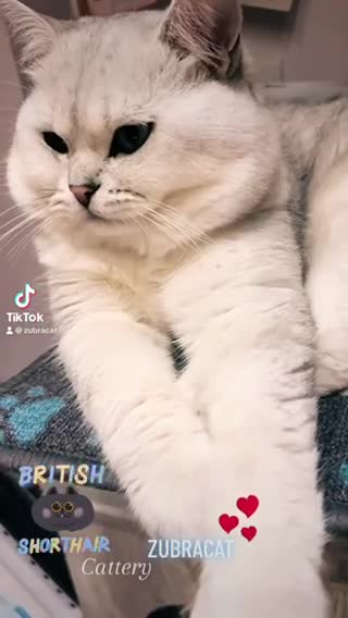 British Shorthair cats for stud: ACTIVE reg 𝑮𝑪𝑪𝑭/TICA BSH CHINCHILLA 🏆 in Ilford - Video 1