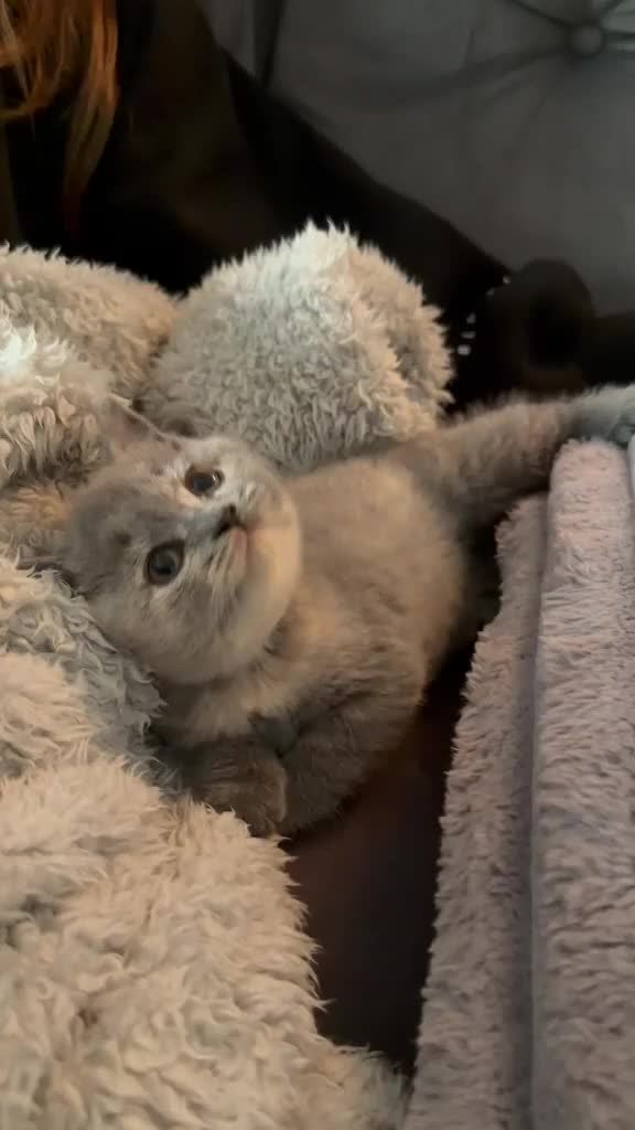 British Shorthair cats for sale: Stunning blue and cream bsh tortie GCCF reg!  - Video 1