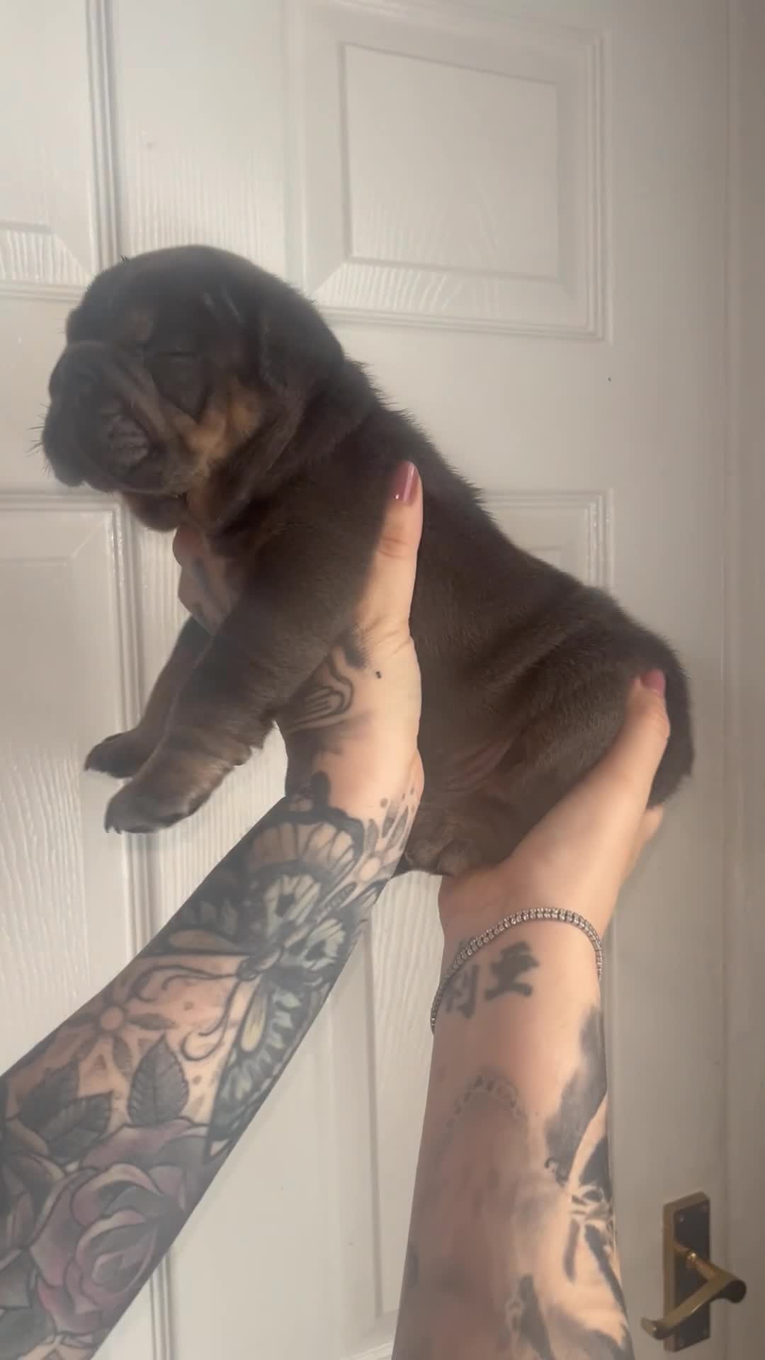 English Bulldog dogs for sale: English bulldogs fluffy carriers - Video 4