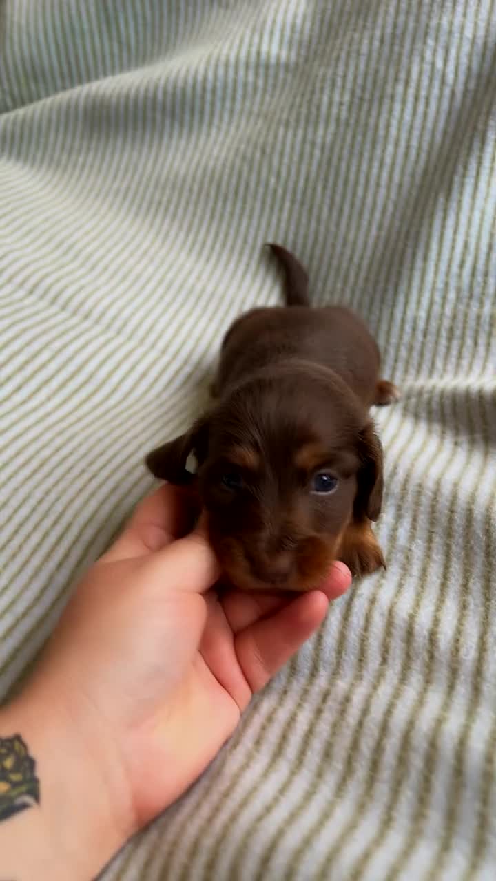 Miniature Dachshund dogs for sale: Miniature long haired dachshund  in Leeds - Video 3