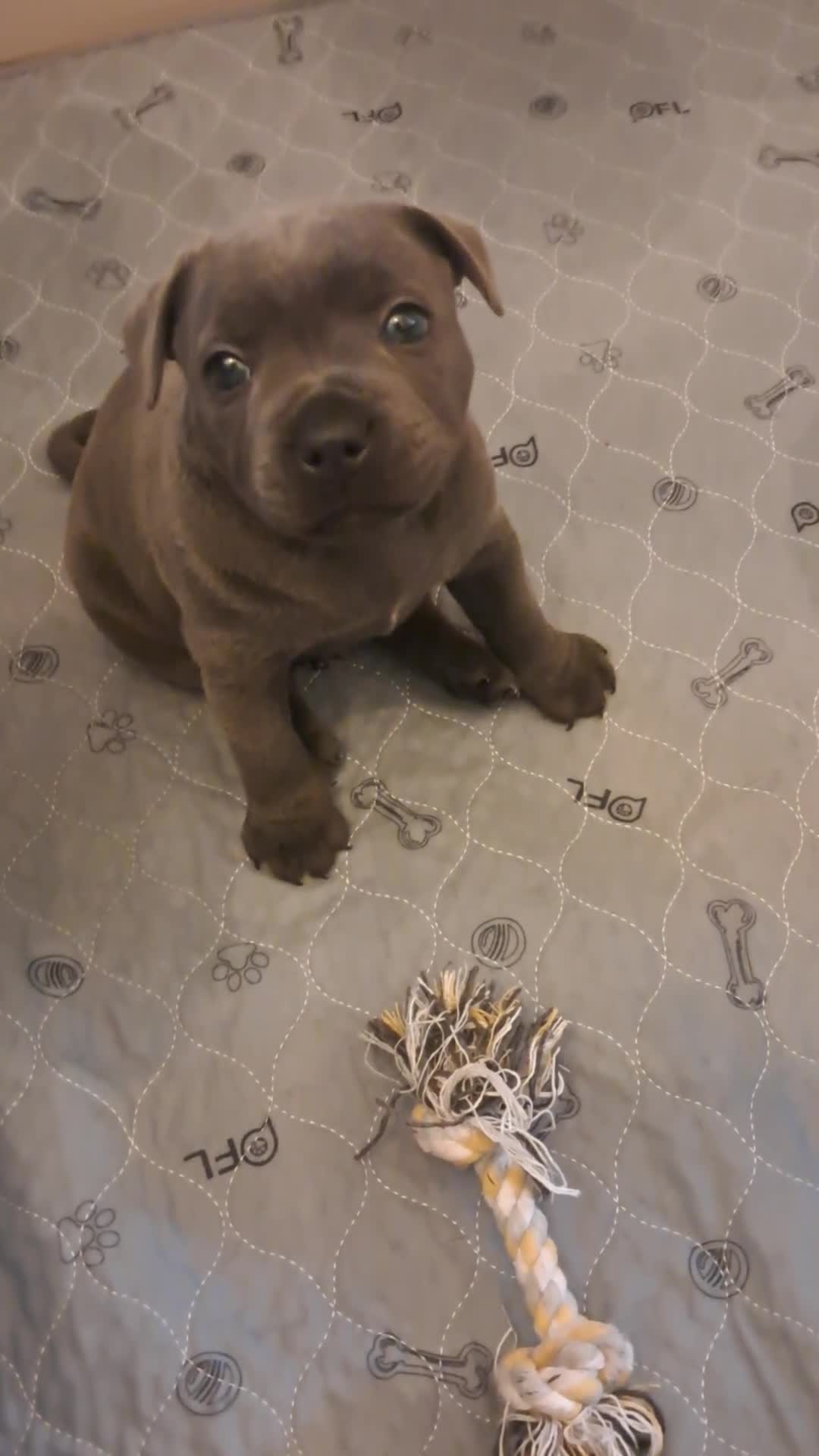 Staffordshire Bull Terrier dogs for sale: Short Blue boy - Video 1