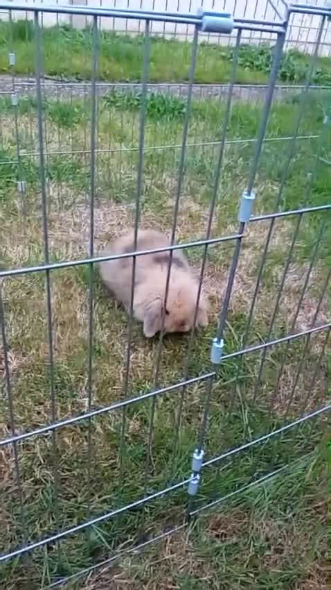 Mixed Breed rabbits for sale: Bby 12 week old little girl - Video 1