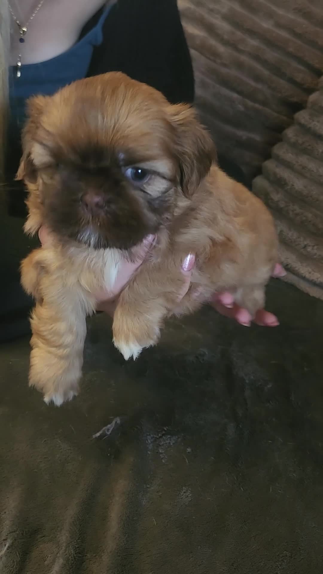 Shih Tzu dogs for sale: Shih tzu puppies imperial line  - Video 1