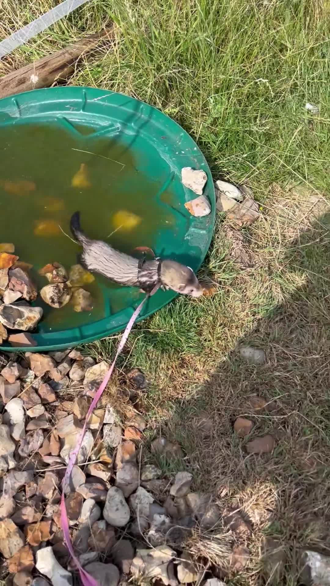 Ferret rodents for sale: Mr hobnob - Video 4