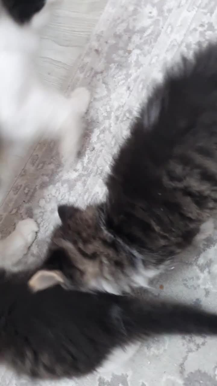 Mixed Breed cats for sale: Maincoon/ragdoll&Siberian kittens [price varies] - Video 2