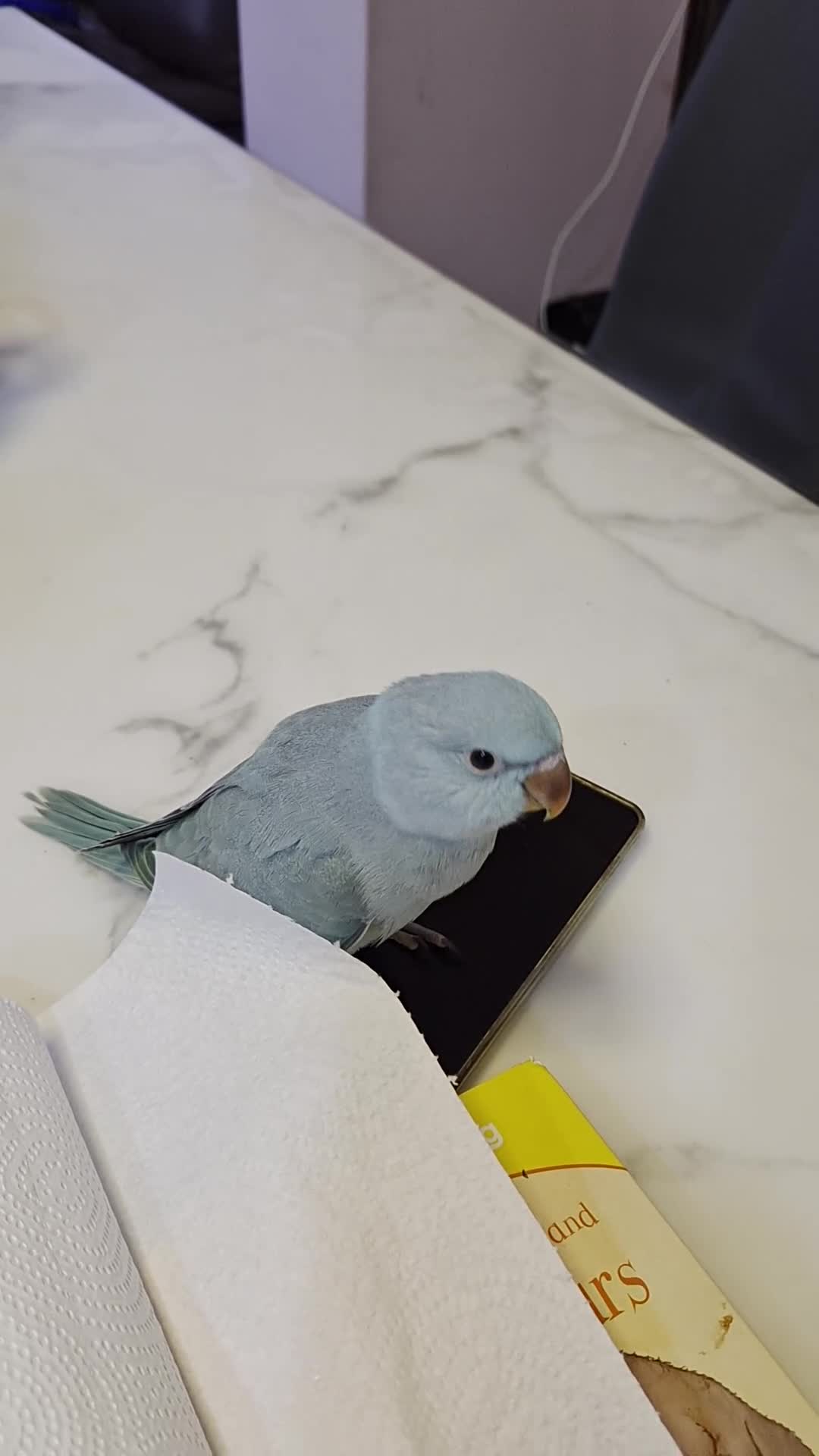 Ringnecks birds for sale: Hand-Reared Baby Indian Ringnecks for Sale - Video 1