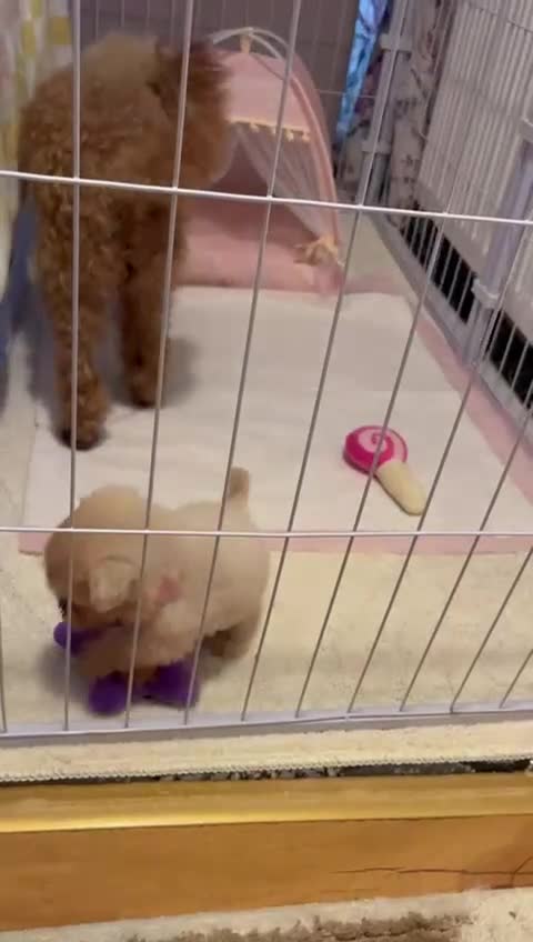 Maltipoo dogs for sale: Tea cup/ pocket puppy Maltipoo girl 🩷 - Video 3