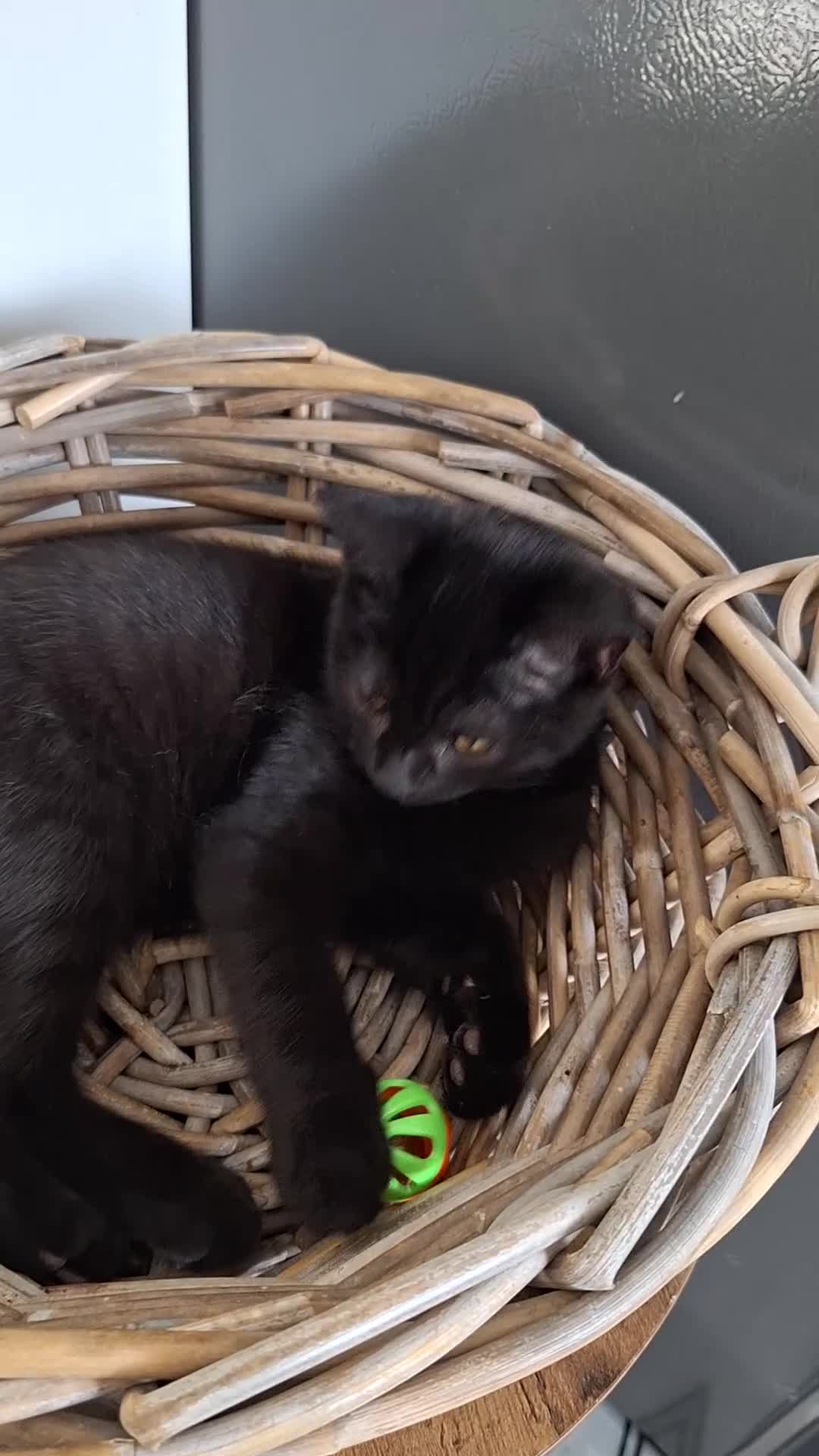 British Shorthair cats for sale: 🤎Chocolate BSH boy and girl, LONDON, READY NOW!! - Video 2