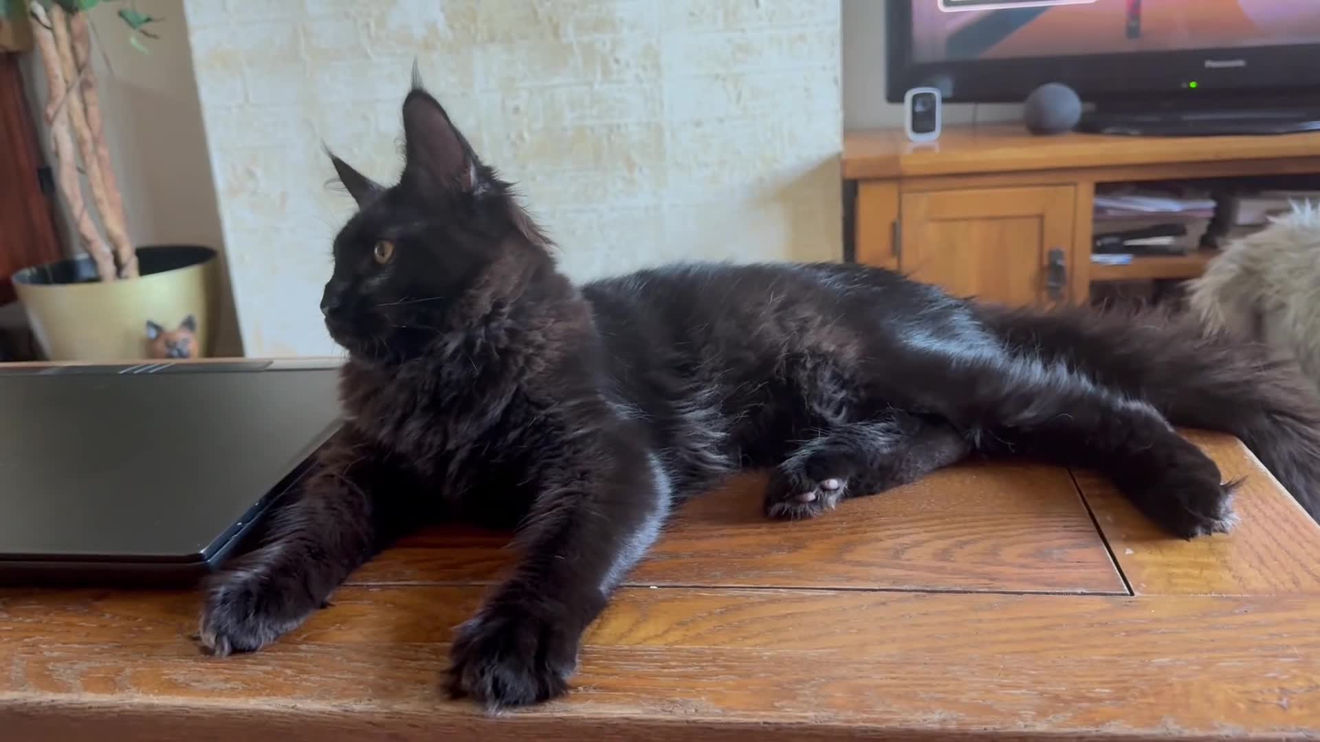 Maine Coon cats for sale: XXL kittens Tica ❤️ - Video 1