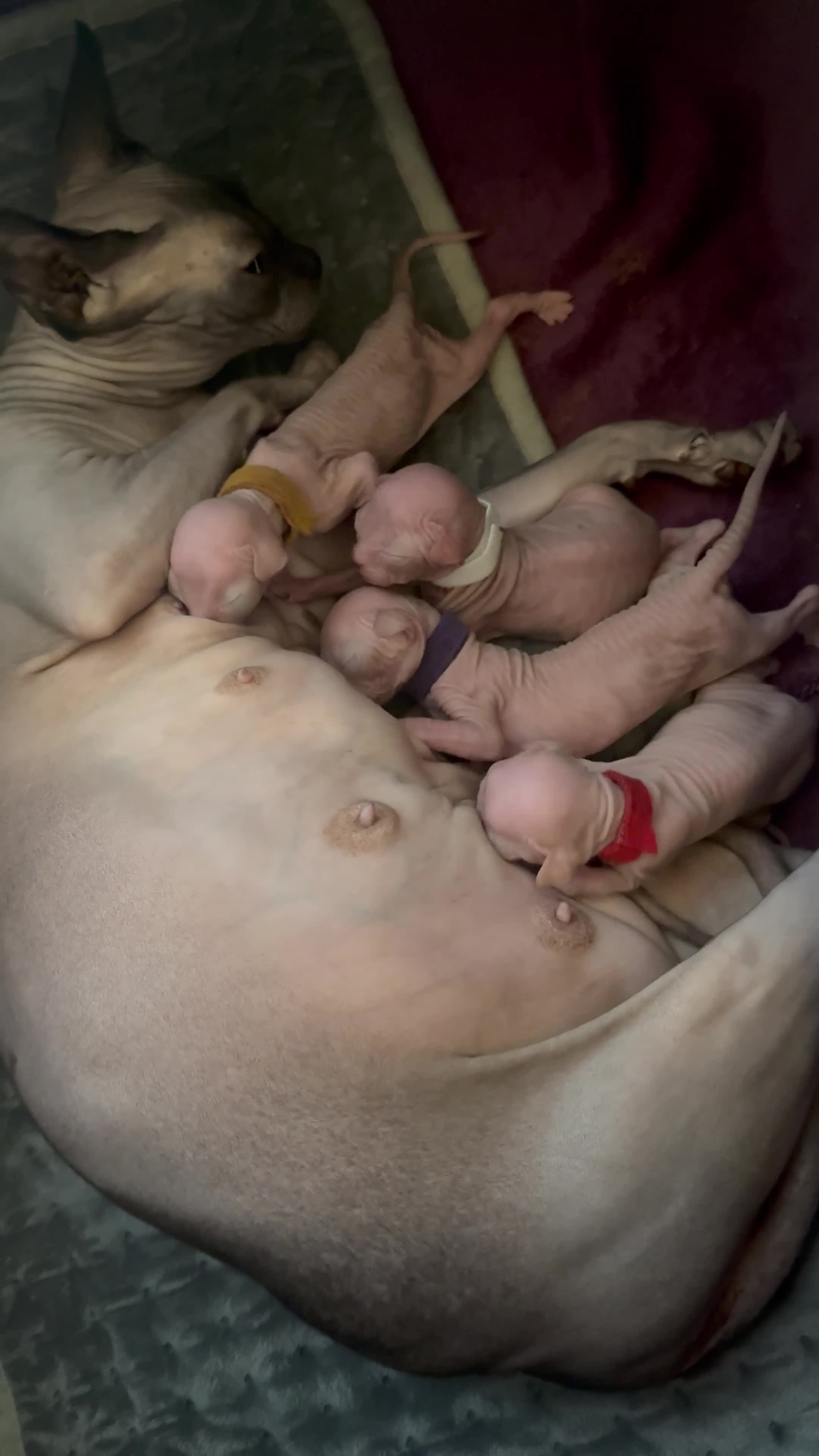 Sphynx cats for sale: Sphynx kittens__😻 - Video 1