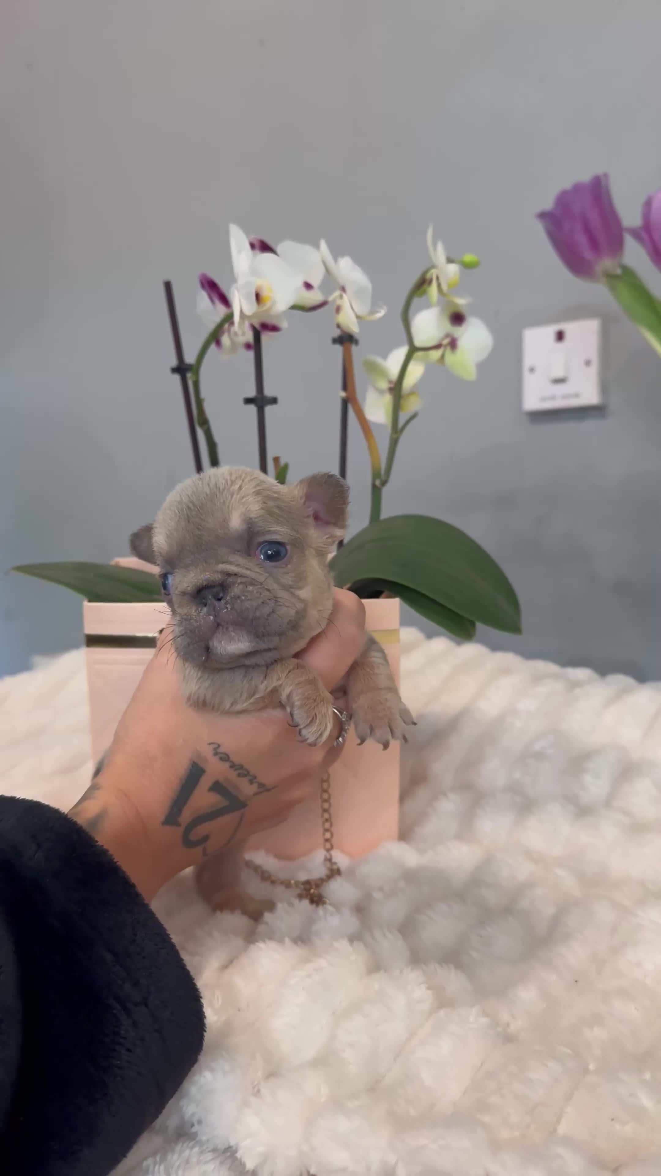 French Bulldog dogs for sale: 🩷🏡 Adorable fluffy French Bulldogs - Video 1