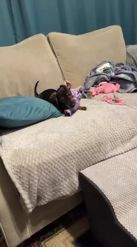 Dachshund dogs for sale: Beautiful Female Daschund Puppy in London - Video 1