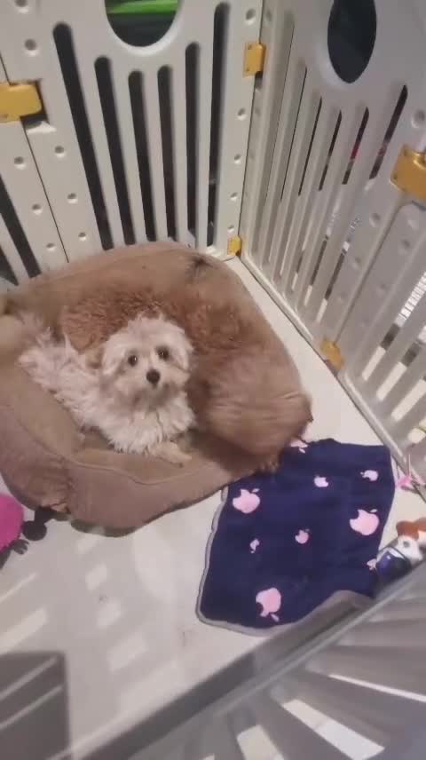 Maltipoo dogs for sale: Maltipoo F1, KC Parents Extensively DNA Clear - Video 1