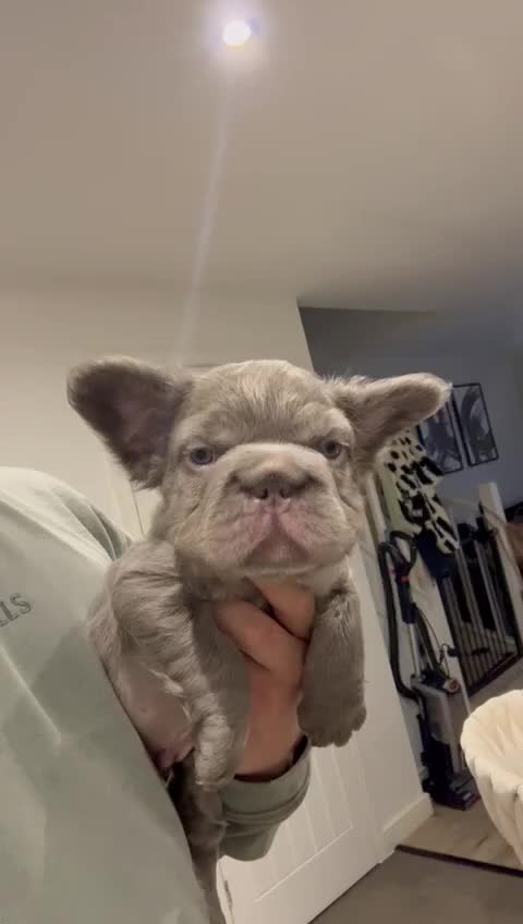 French Bulldog dogs for sale: 5 beautiful fluffy French bulldogs  - Video 2