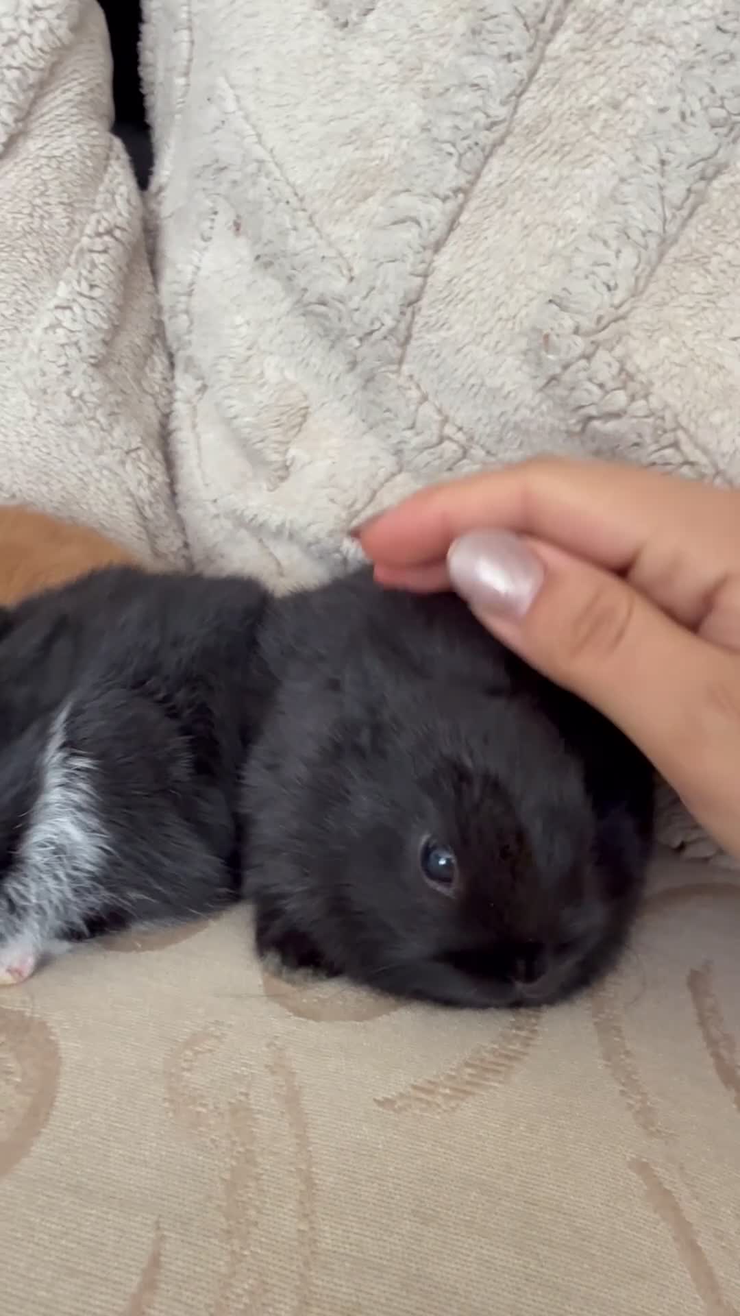 Netherland Dwarf rabbits for sale: 5 Adorable Netherland Dwarf Bunnies  🐰  - Video 2