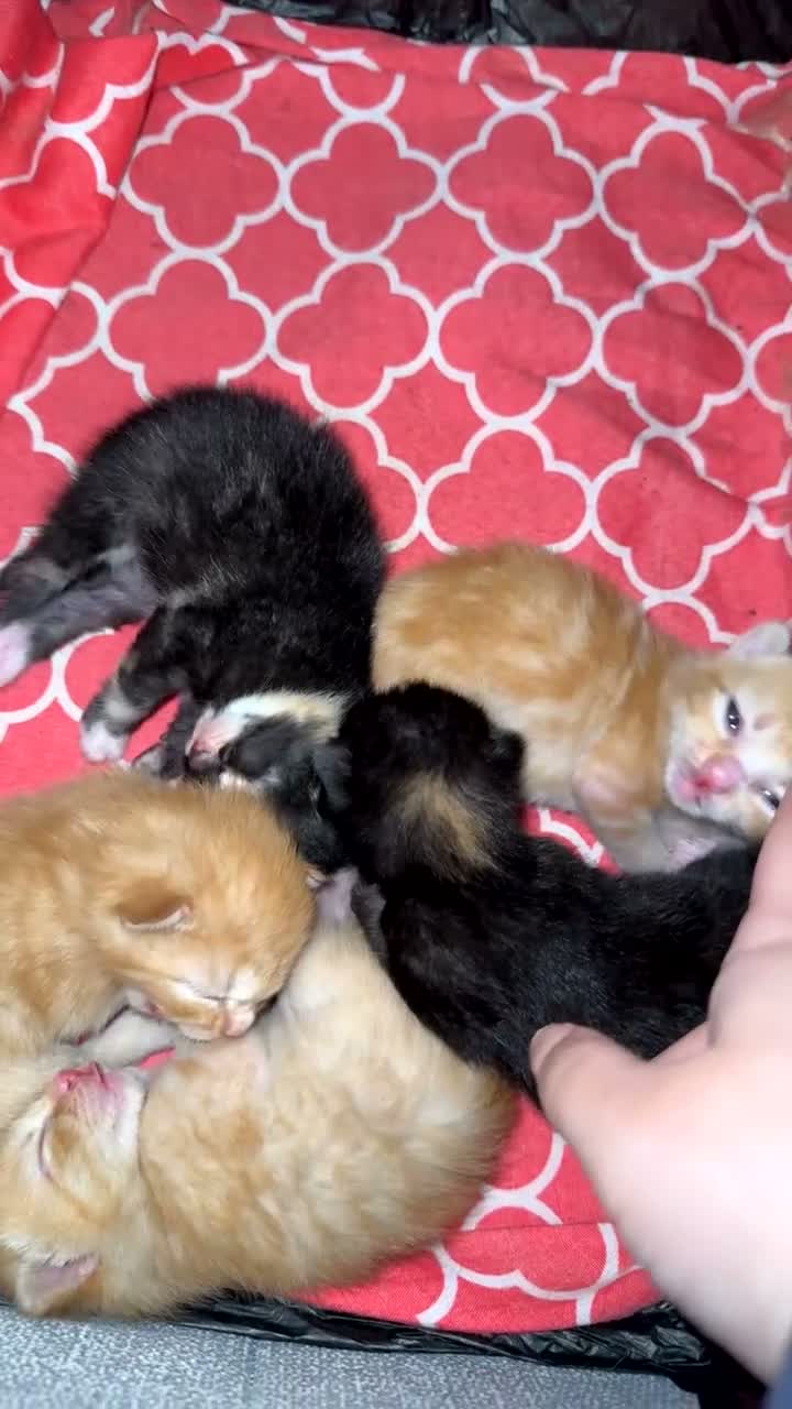 British Shorthair cats for sale: Beautiful playful kittens - Video 1
