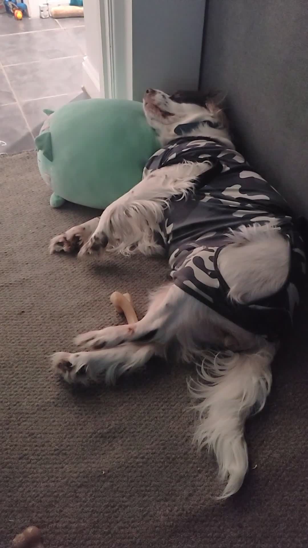 Sprocker dogs for sale: Beautiful loved female sprocker in Chichester - Video 3