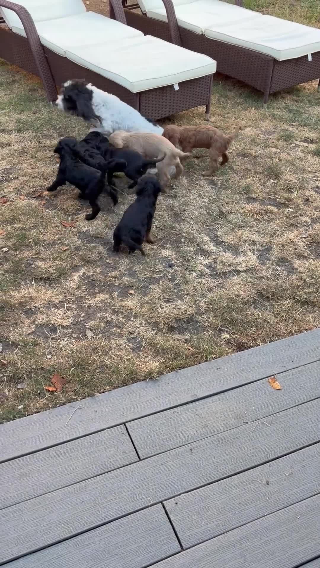 Cockapoo dogs for sale: F2 Cockapoo Puppies - Home Bred - Video 1