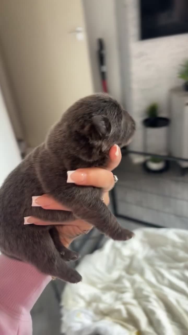 Chow Chow dogs for sale: 7 chow chow puppies - Video 2
