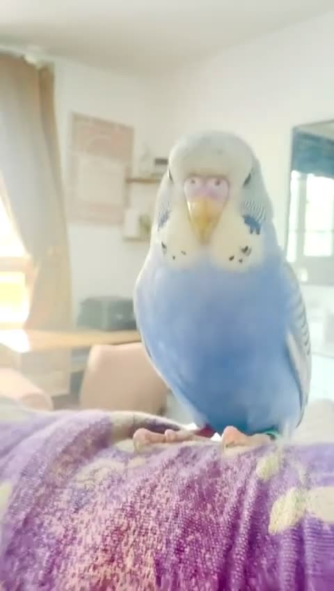 Budgerigars birds for sale: Beautiful tame baby budgies for sale  - Video 5