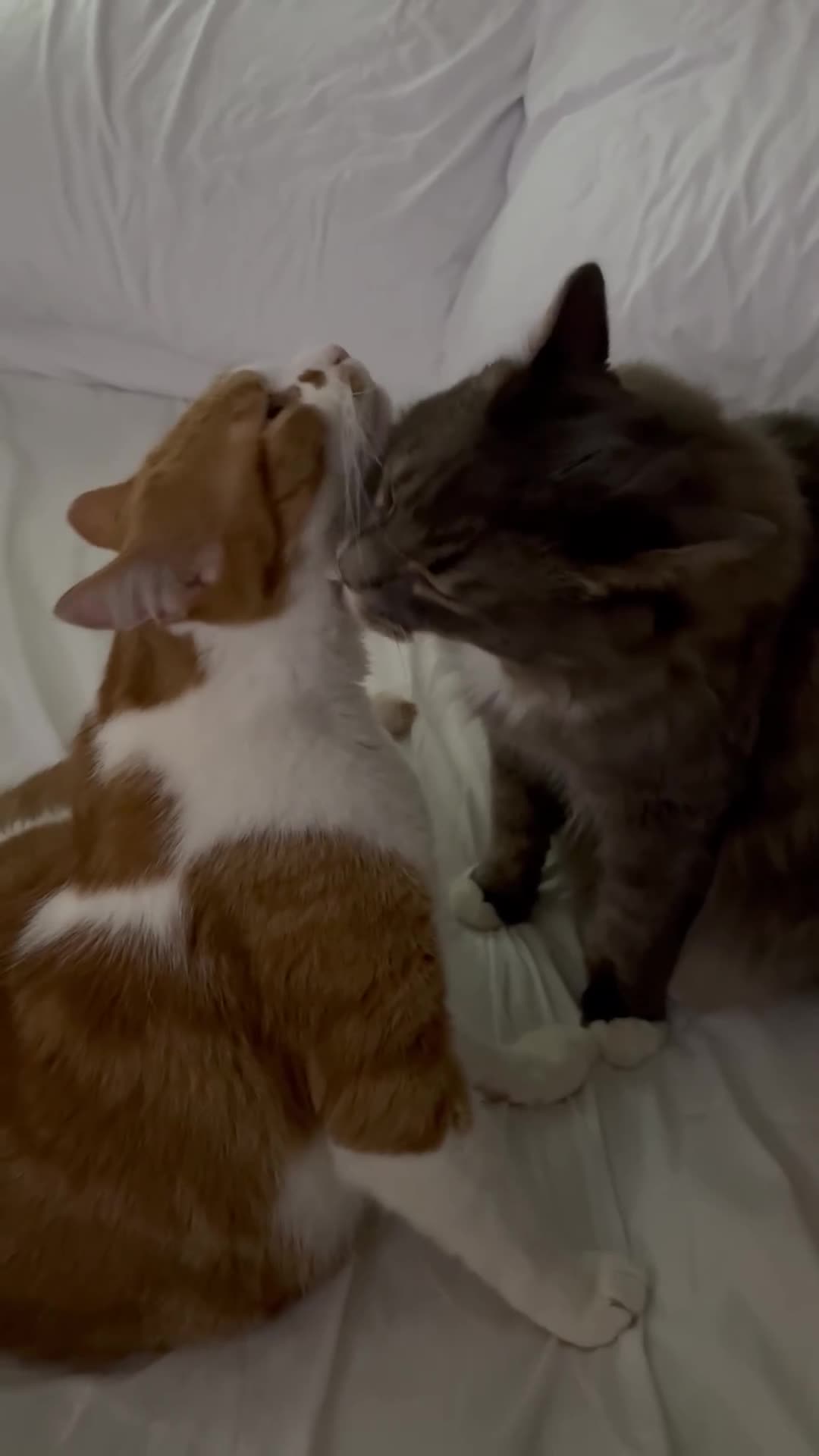 Mixed Breed cats for sale: Male cats to be rehomed, must be kept together - Video 1