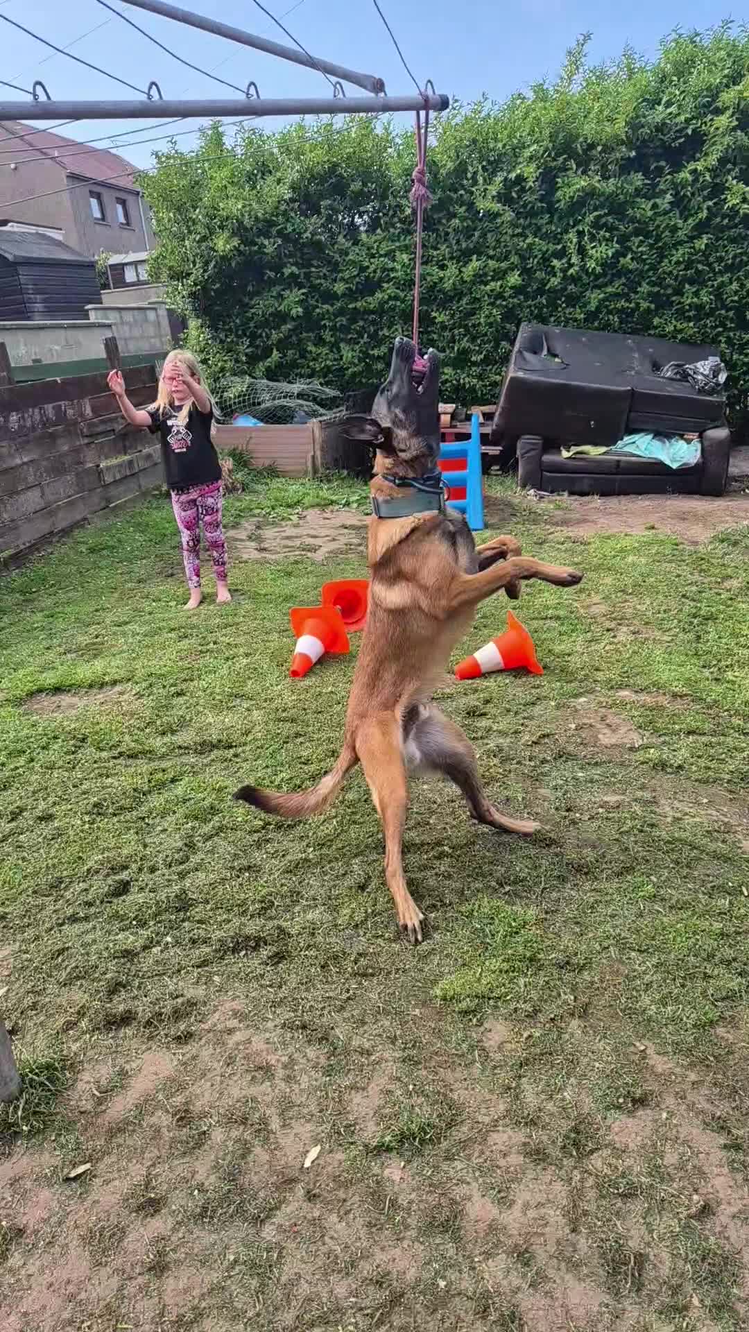 Belgian Shepherd Dog dogs for stud: Belgian malinois for stud - Video 1