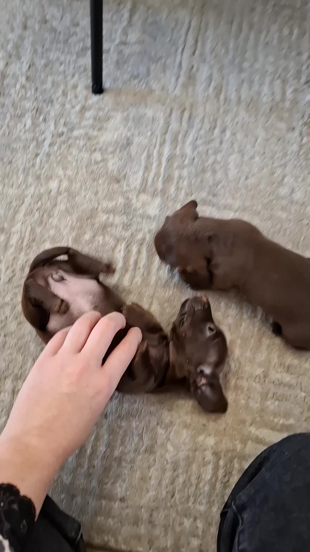 Miniature Dachshund dogs for sale: Female Dachshund Puppies - Video 2