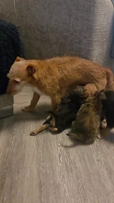 Jack Russell dogs for sale: 5 Jack Russell puppies - Video 1