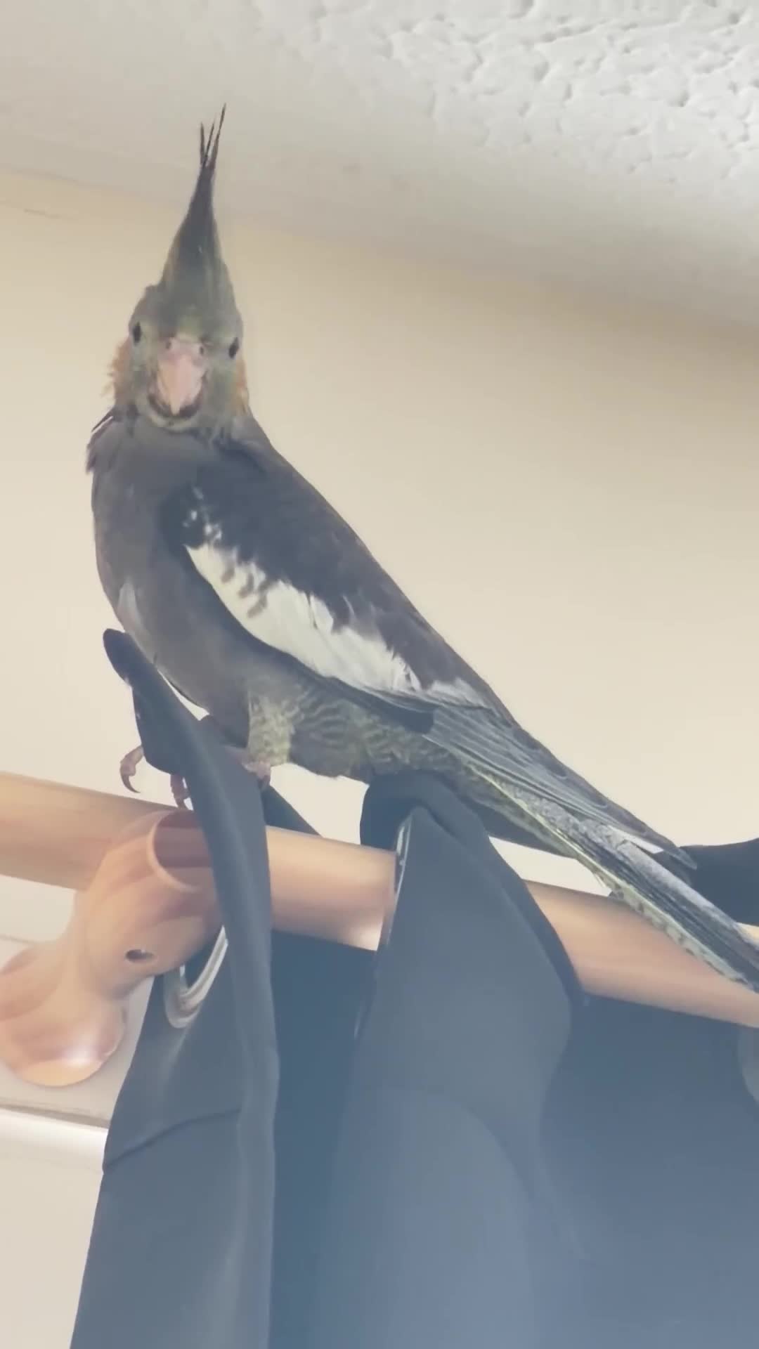 Cockatiels birds for sale: Male Tame Cockatiel 8 weeks old  - Video 1