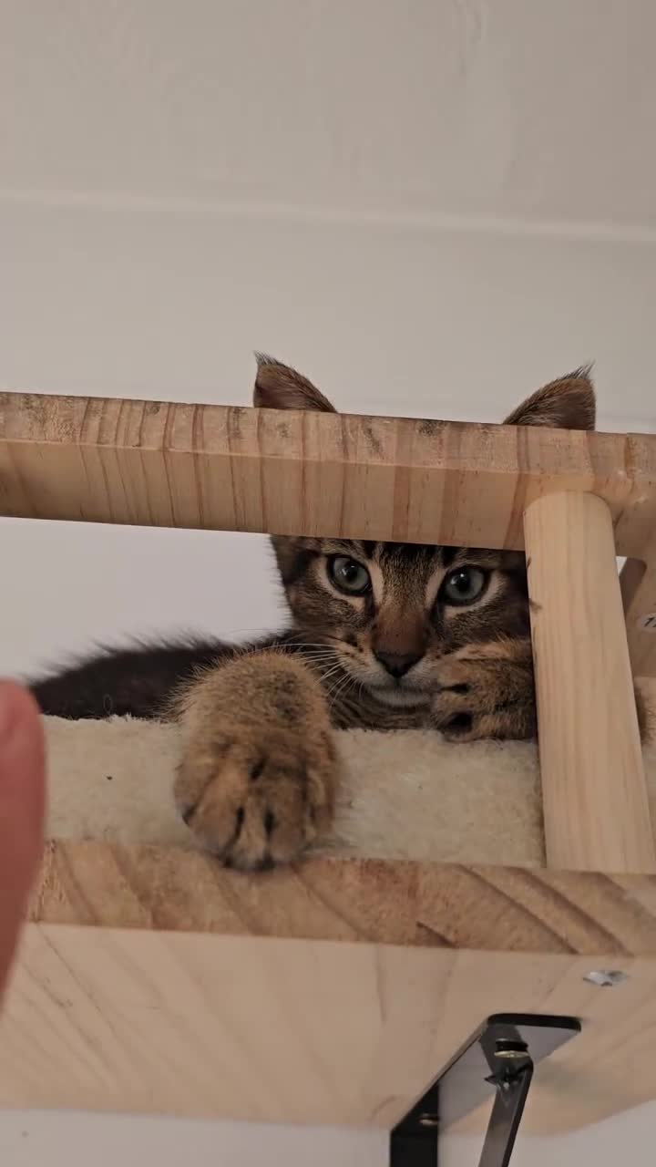 Mixed Breed cats for sale: Abyssinian x kittens  - Video 1