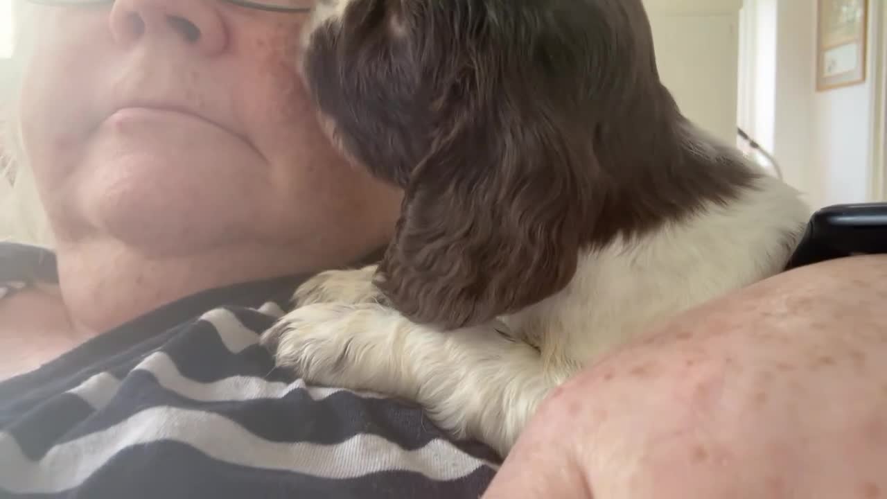 Cocker Spaniel dogs for sale: Cocker spaniel puppies - Video 1
